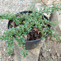 Cotoneaster glacialis EMAK 0052